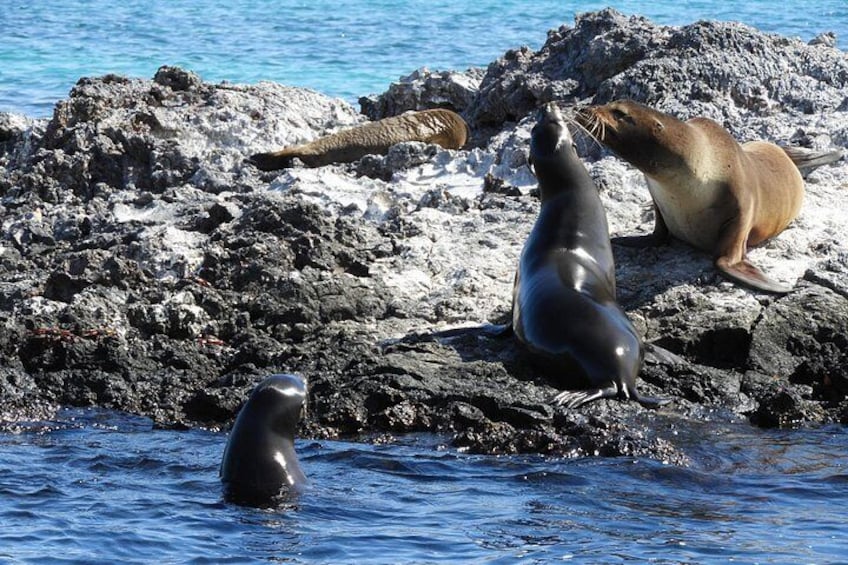 A seal on rocks by the water. 5
