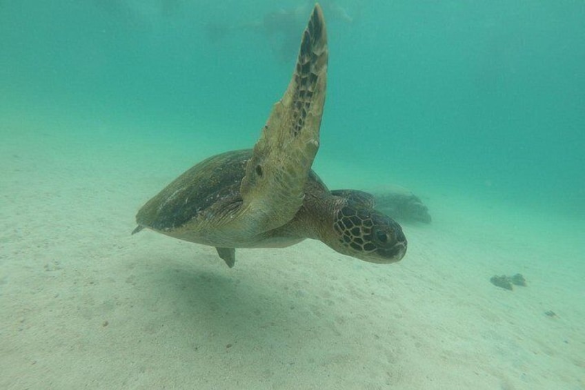 A sea turtle swimming underwater. 4