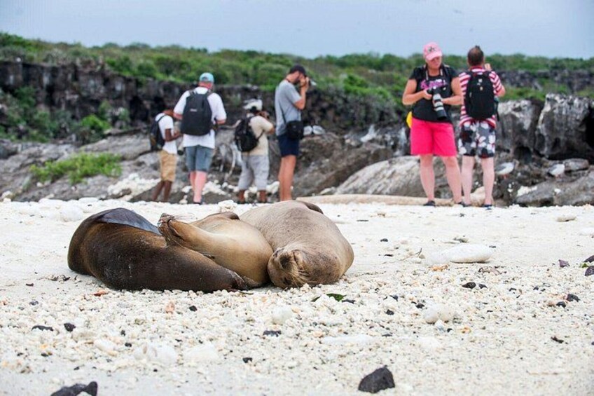 Sleeping Sea Lions 2