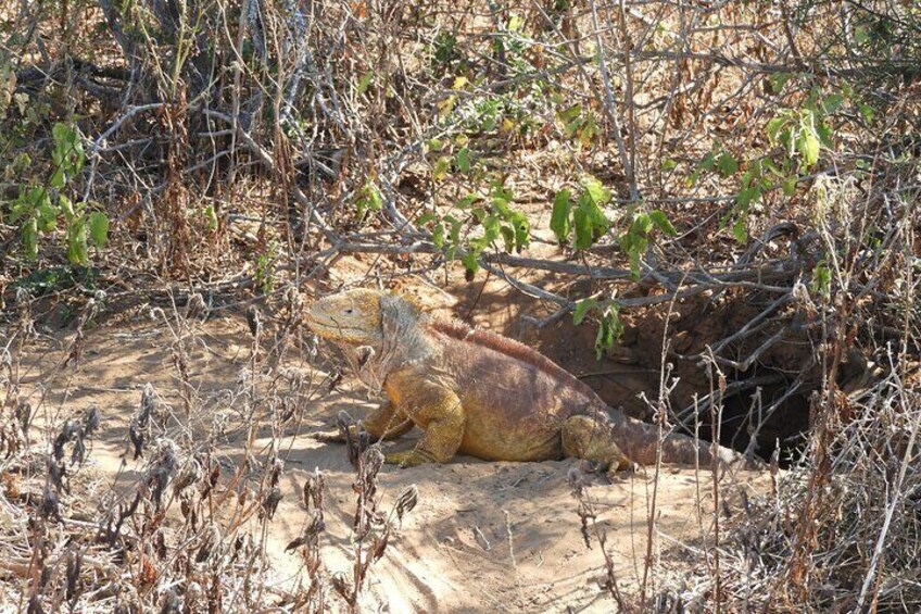 A lizard on a sandy ground surrounded by dry vegetation. 2