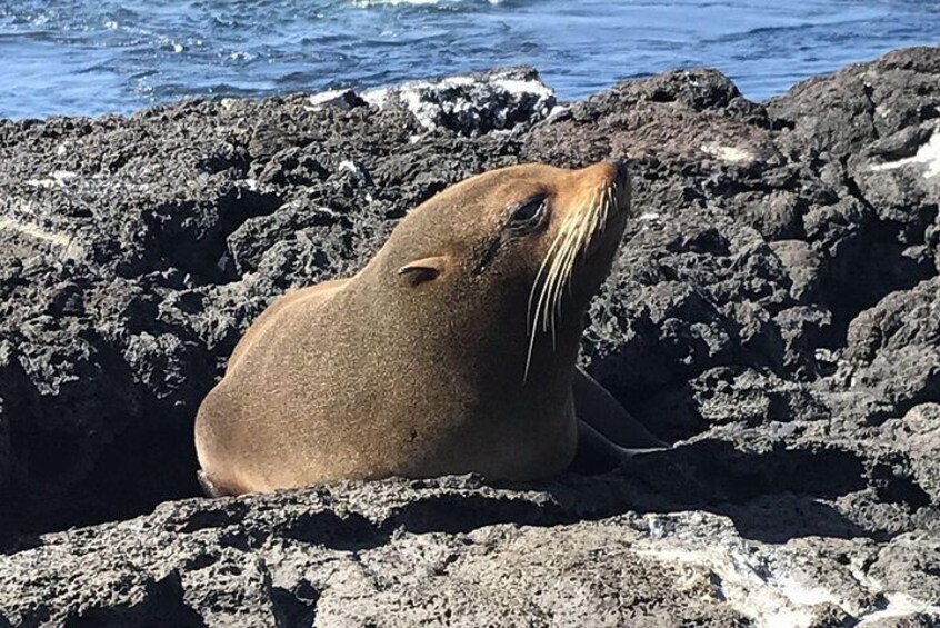 Galapagos Sea Lion 5