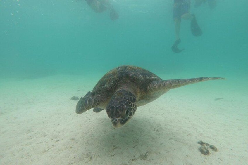 Galapagos Turtle 4