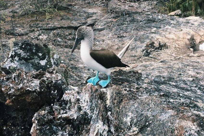 Galapagos Blue Footed Boobie 1