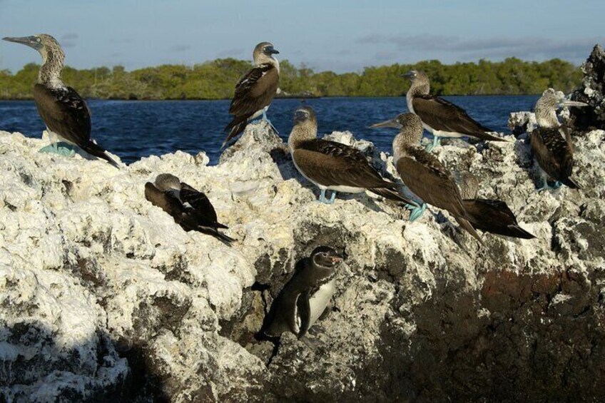 Variety of Birds 3