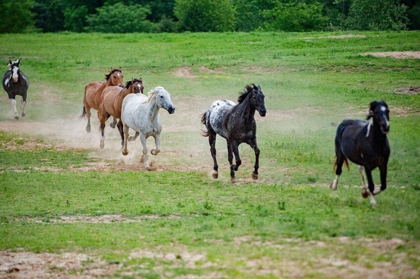 A group of horses running in a grassy field. 3