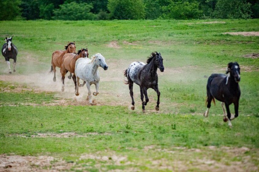Memphis 1 hour Horseback Trail Ride 3