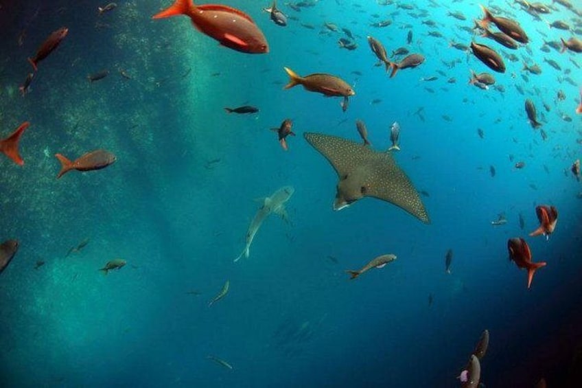 A school of fish swimming in the ocean. 1