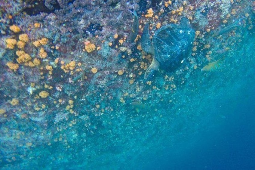 A turtle swimming near a coral reef with vibrant orange and yellow corals. 3