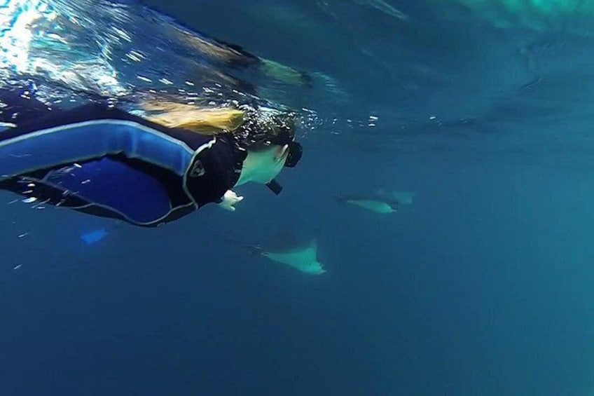 A person scuba diving with fins and a mask, surrounded by clear blue water and a few fish. 5