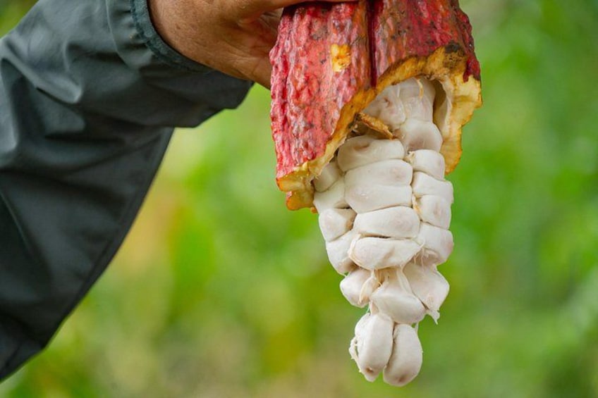 Eine Person hält einen großen, rot-weißen Pilz mit strukturierter Oberfläche. 4