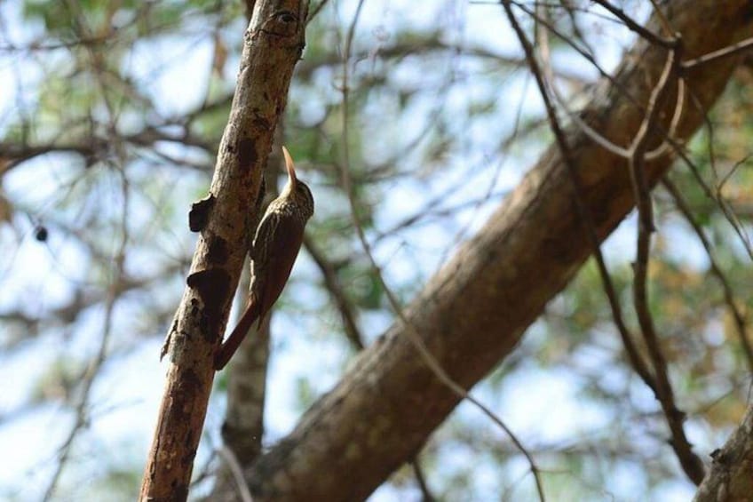 Un pájaro posado en una rama de árbol. 3