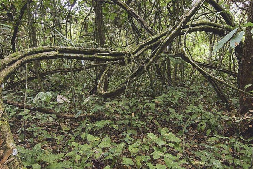 Un bosque con un árbol caído, sotobosque denso y una variedad de plantas verdes. 2