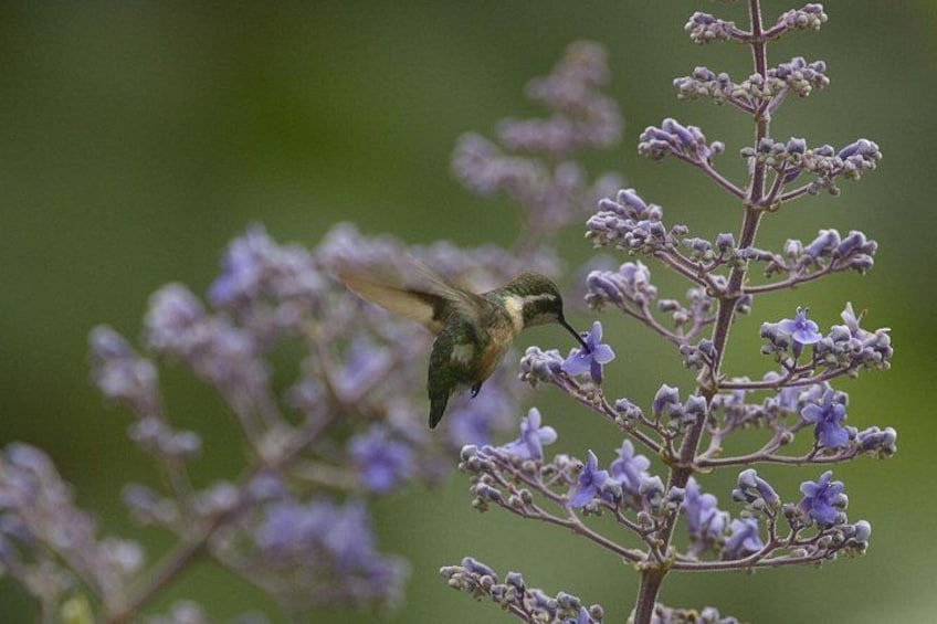 Un colibrí suspendido cerca de flores moradas. 4