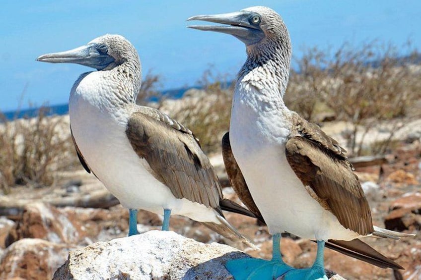 Two birds standing on rocks with a desert landscape in the background. 1