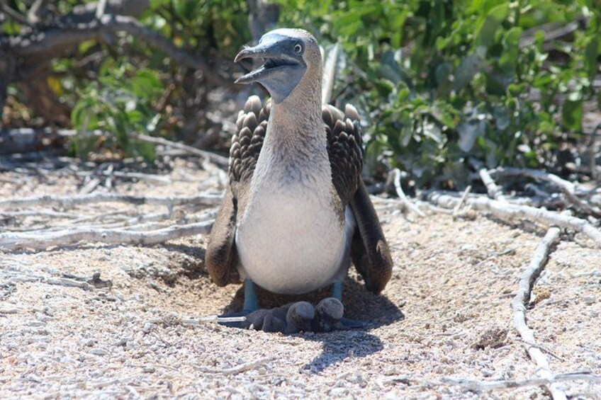 A bird standing on a sandy ground with sparse vegetation in the background. 3