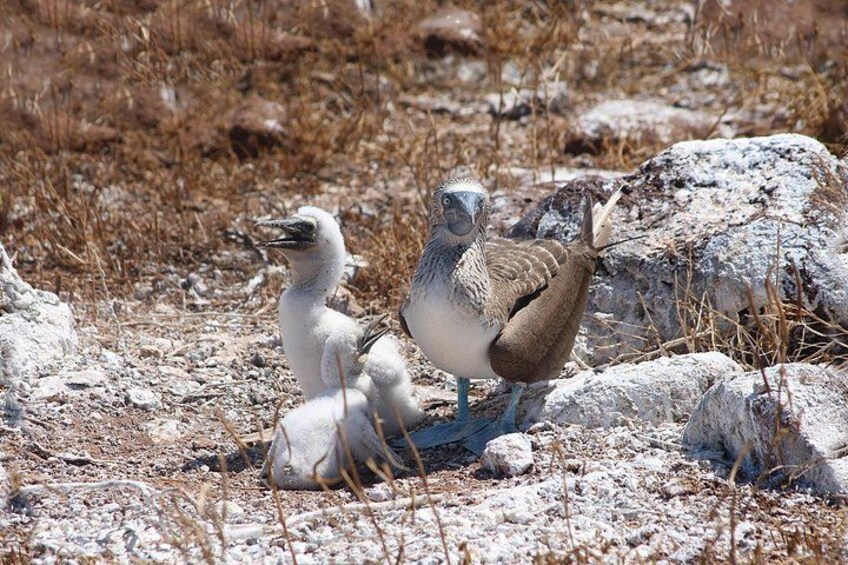 A bird with a white head and brown body standing on rocky terrain with dry grass. 2