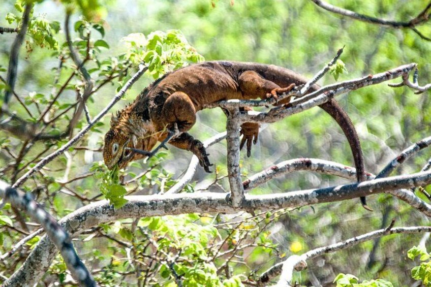 A large lizard on a tree branch in a forested area. 5