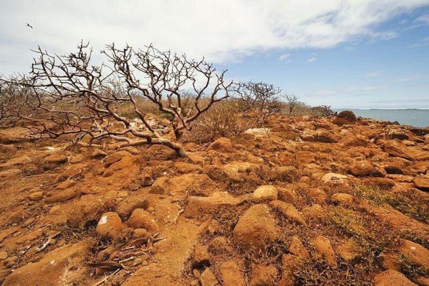 A rocky terrain with sparse vegetation and a clear sky. 4