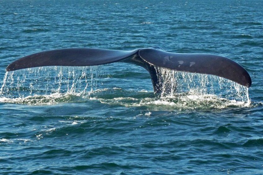 A whale's tail emerging from the water, creating a splash. 2