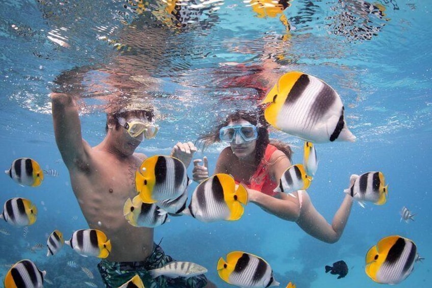 To personer snorkler under vandet med gule og sorte stribede fisk omkring sig. 1