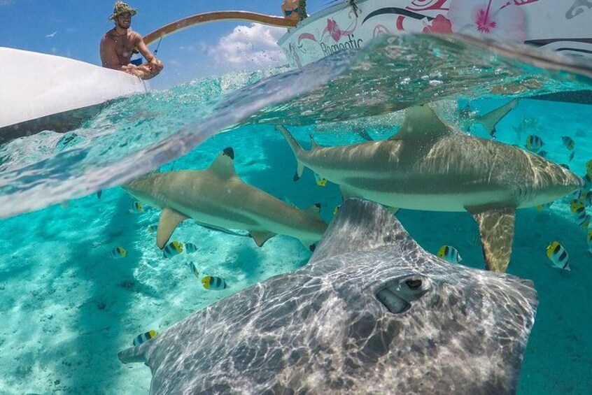A person snorkeling with sharks and tropical fish in clear blue water. 1