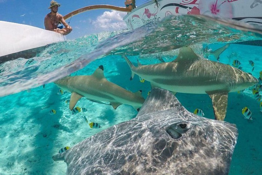 Una persona fa snorkeling con squali e pesci tropicali in acqua cristallina. 1