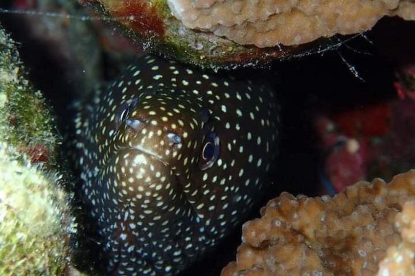 A sea creature with a spotted pattern, surrounded by coral and marine growth. 5