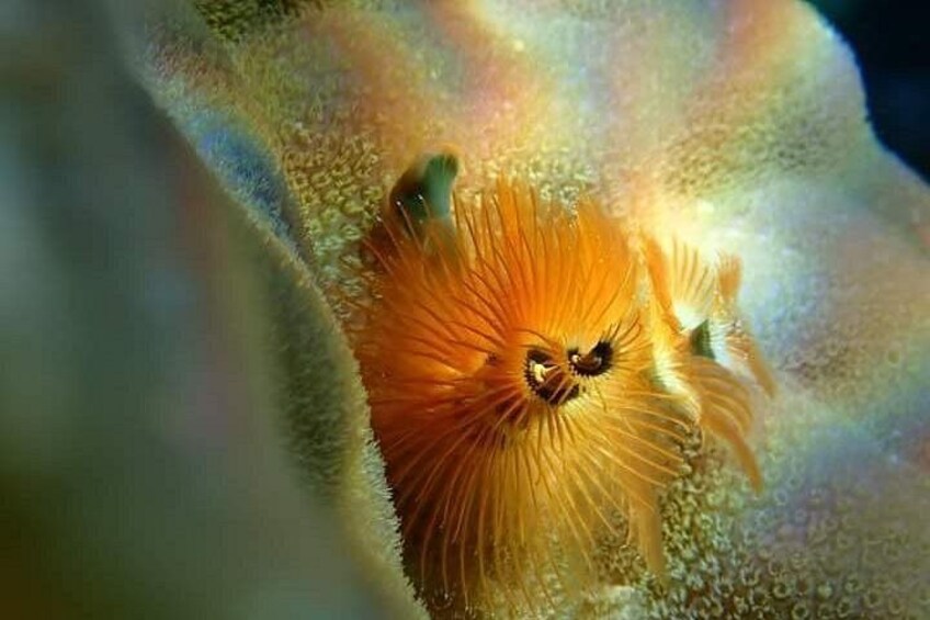 A sea anemone with tentacles and a central mouth surrounded by a coral reef. 4