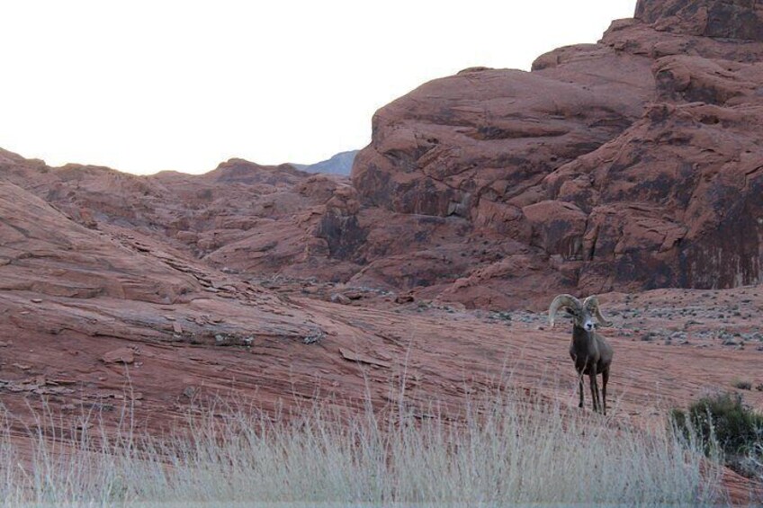 A bighorn sheep in a rocky desert landscape. 2