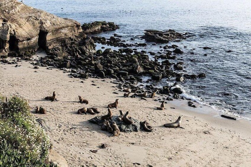 San Diego Scenic Tour 2