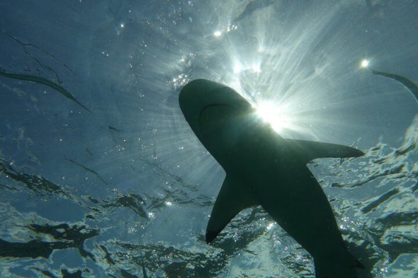 An underwater scene with sunlight filtering through the water, creating a radiant effect. 2