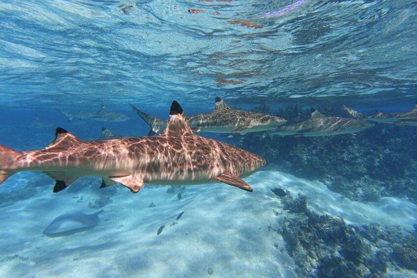 Sea Scooter Jet Snorkeling : Swim with Turtles, Rays & Sharks 2