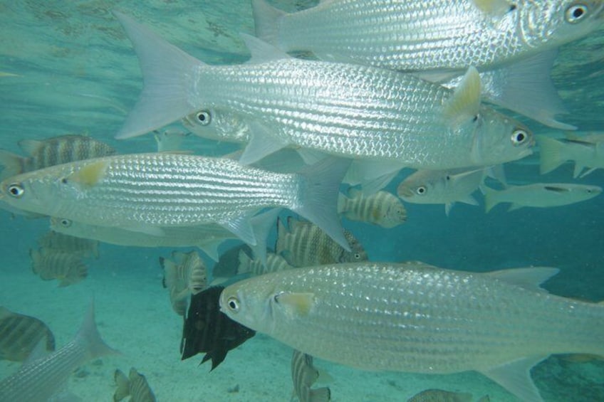 A school of silver fish swimming underwater. 4