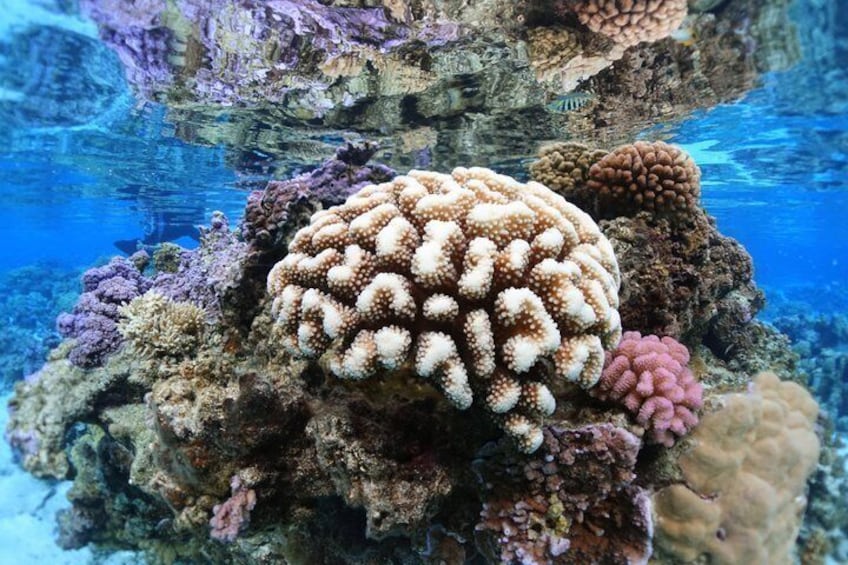 A coral reef with various corals, including a prominent brown and white coral in the center. 3
