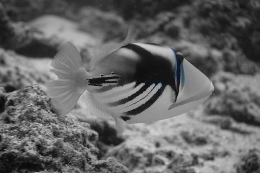 A fish with black and white stripes swimming near a rocky underwater surface. 5