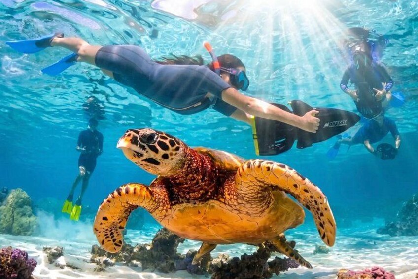 Eine Meeresschildkröte schwimmt unter Wasser, im Hintergrund sind Taucher zu sehen. 1