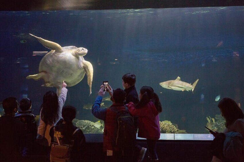 A large turtle swimming in an aquarium with people observing. 1