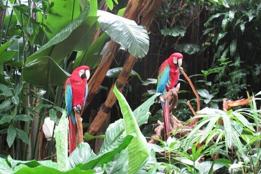 Two red parrots perched on a branch surrounded by lush green foliage. 3