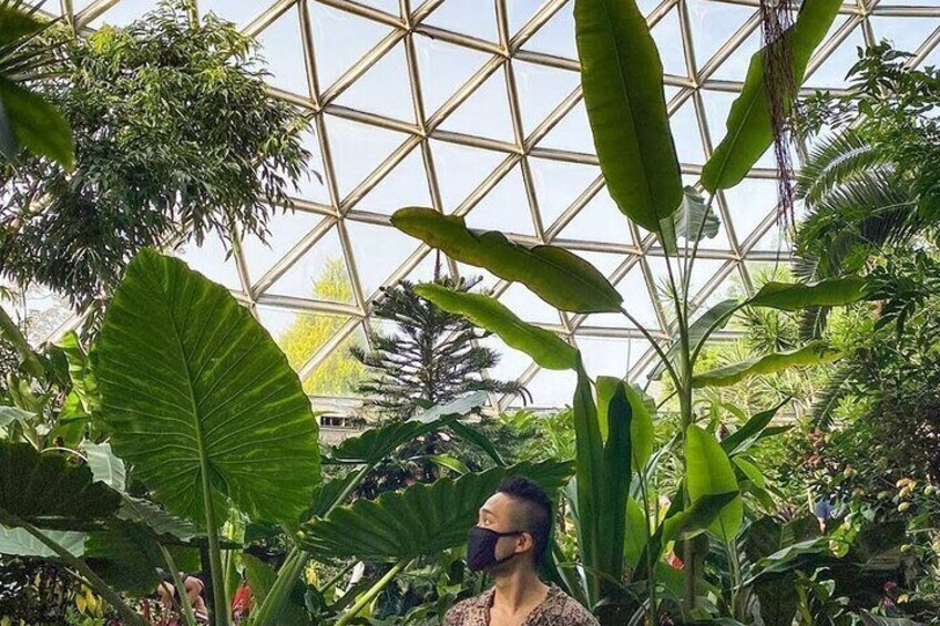 A person inside a greenhouse with large tropical plants and a glass ceiling. 2