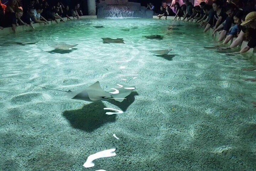 A large aquarium with stingrays swimming in the water, surrounded by spectators. 4