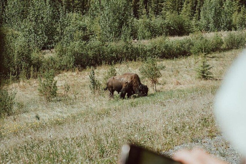 En bison som betar på en gräsklädd äng med en tät skog i bakgrunden. 4