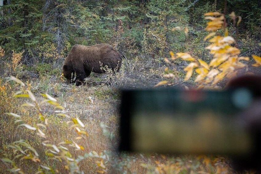 En björn i ett skogsområde med tät vegetation och en suddig förgrund. 3