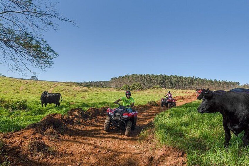 A dirt path with people on ATVs and cows in a grassy field. 1