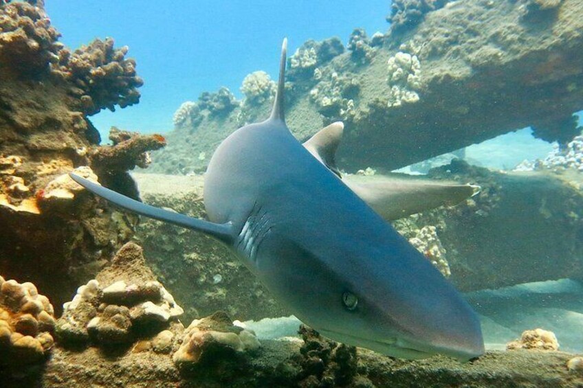 White-Tip Reef Shark at Mala Wharf in Lahaina, Maui. 5