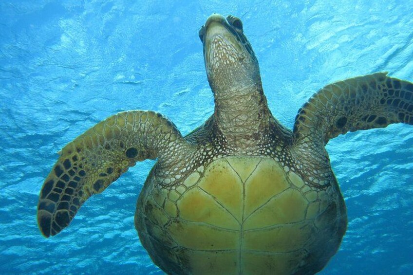 Get a close up glimpse of Hawaiian Turtles on your dive! 1