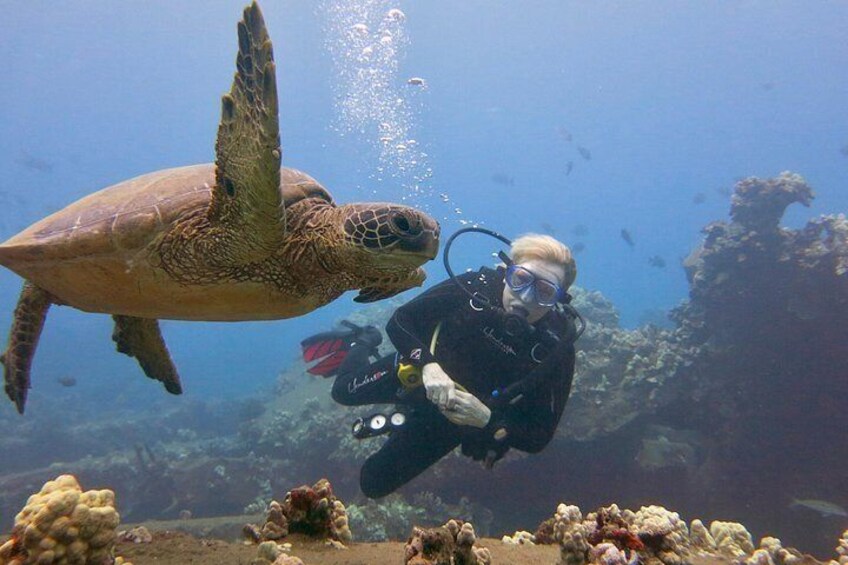 Your dive allows for extra turtle time! 3