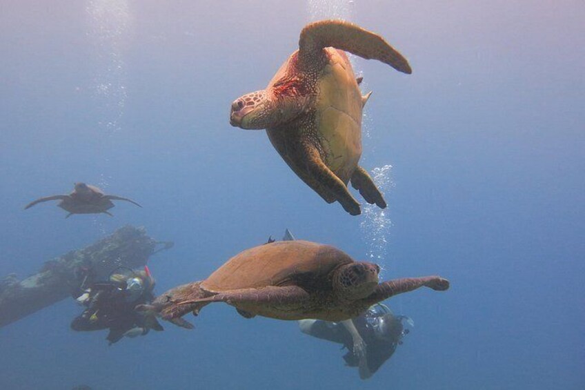 Exciting underwater experiences await! 4