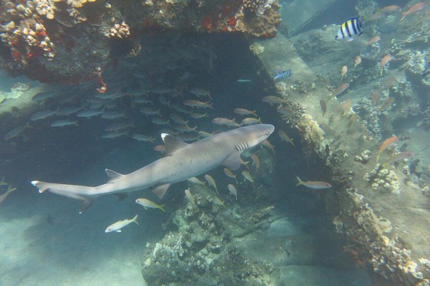 Dive with White-Tip Reef Sharks in Lahaina. 4