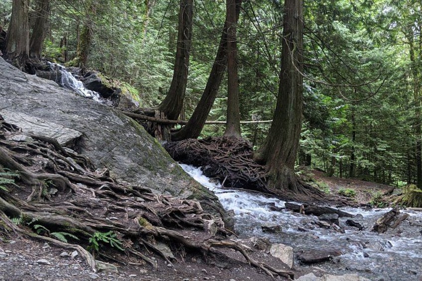 Une zone boisée où un petit ruisseau serpente entre les rochers. 2