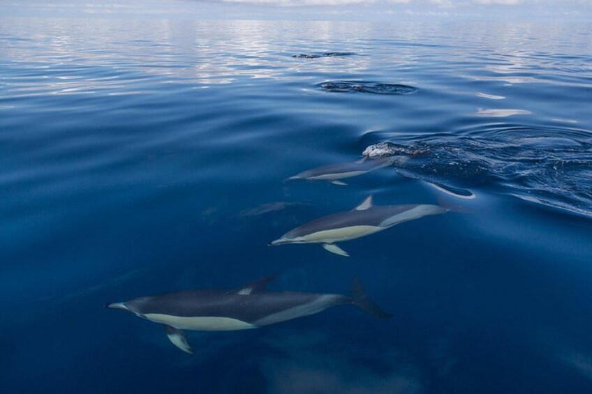 A group of dolphins swimming in the ocean. 5